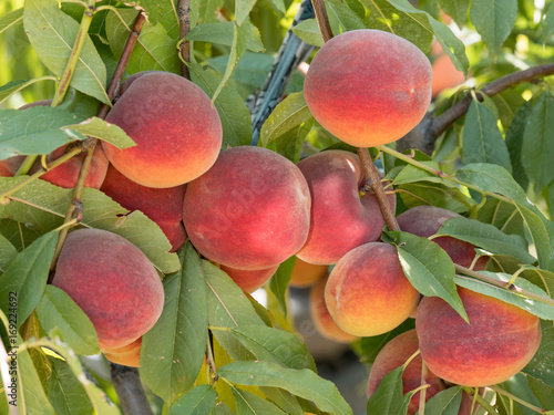 Sweet peach fruits growing on a peach tree branch in orchard.  Beautiful garden with tree ripened nectarines.