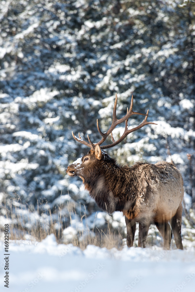 Elk Elk