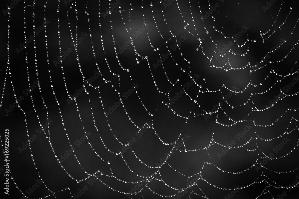 Fototapeta premium spiderweb