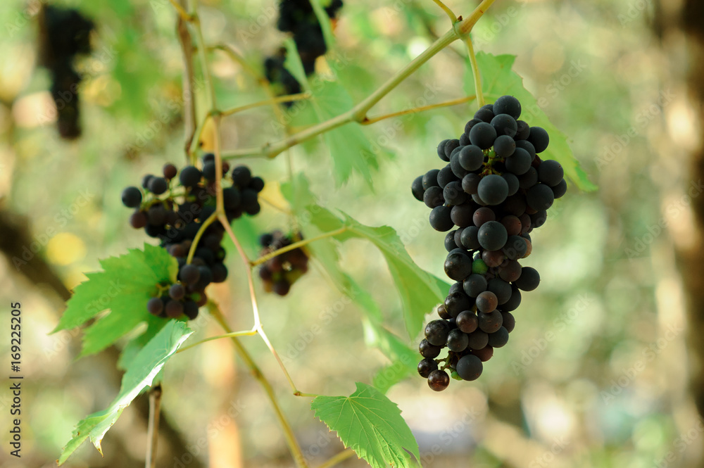 Large bunches of red wine grapes hang from an old vine in warm daylight