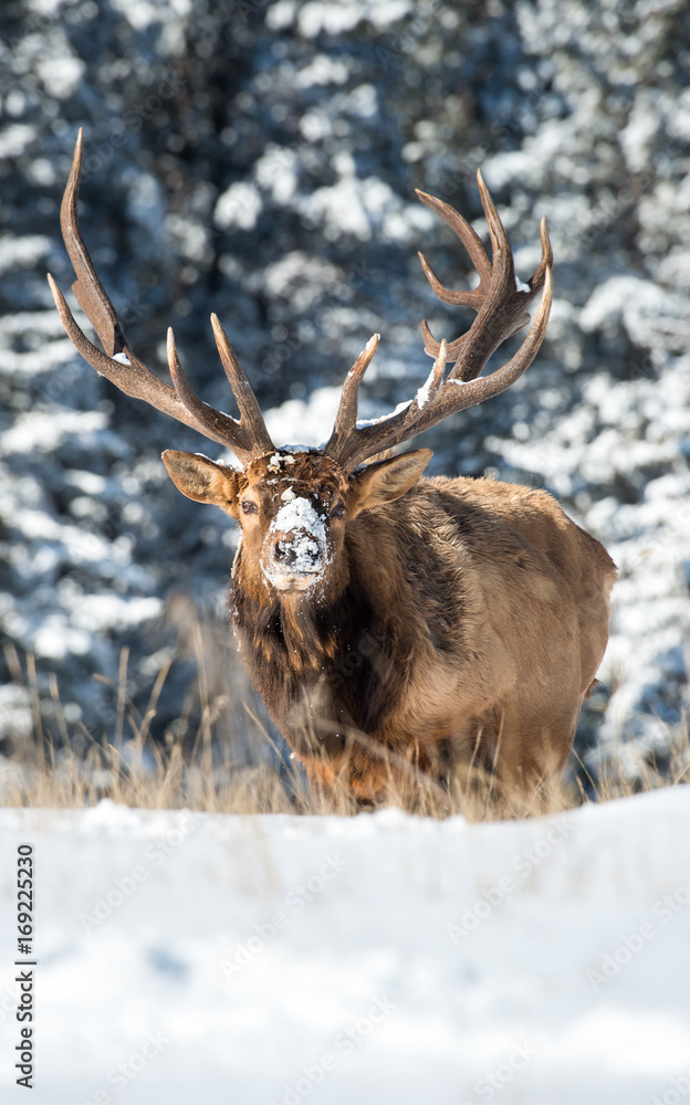 Elk Elk