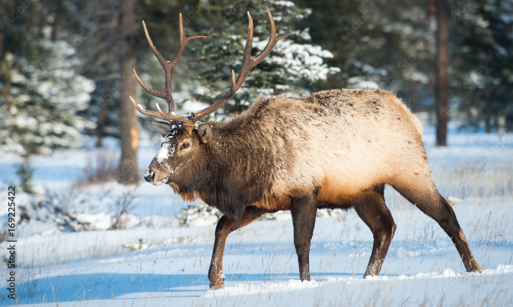 Elk Elk