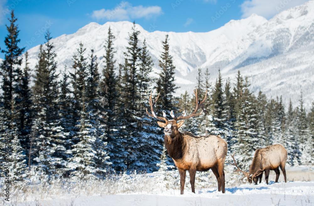 Obraz premium Elk