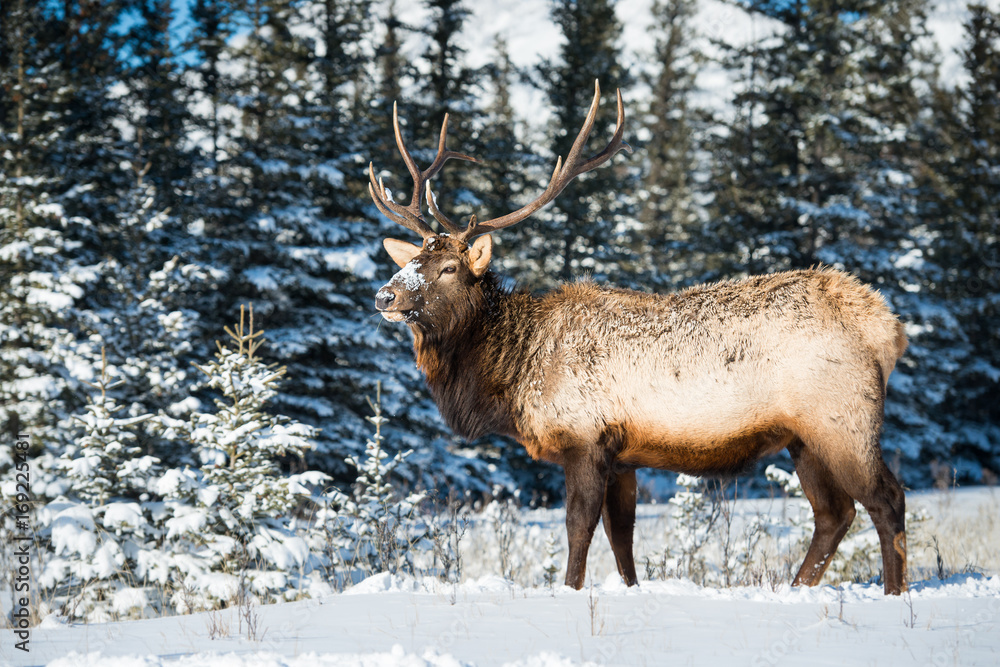 Elk Elk
