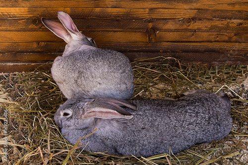 Two gray big rabbit with long ears lies on the background of hay