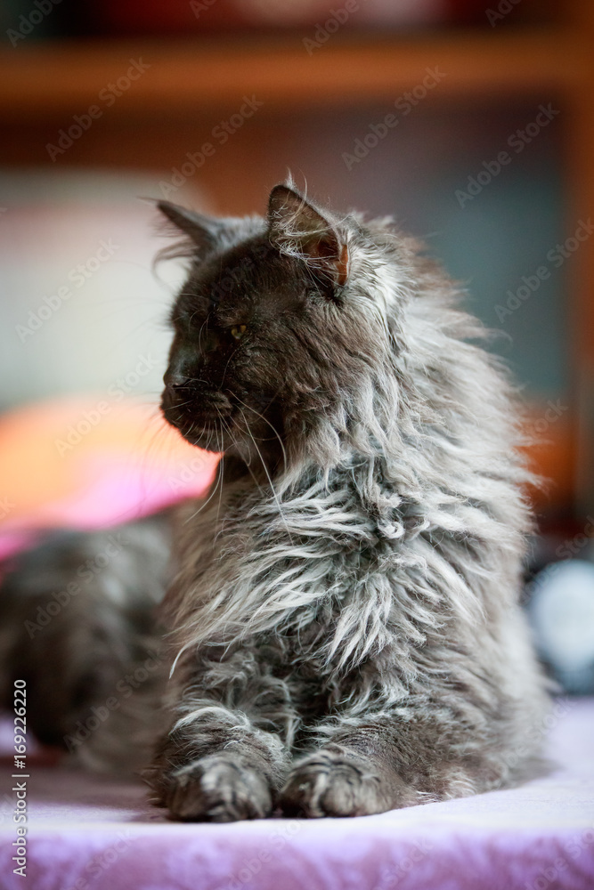 Naklejka premium Maine Coon Black Smoke