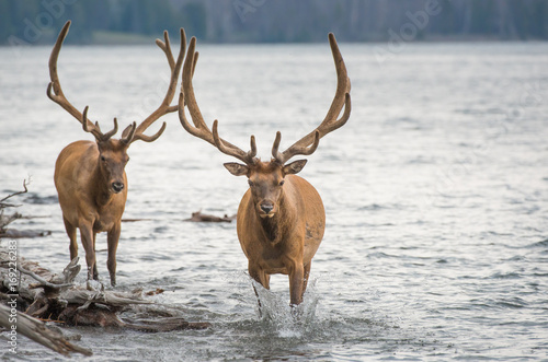 Elk