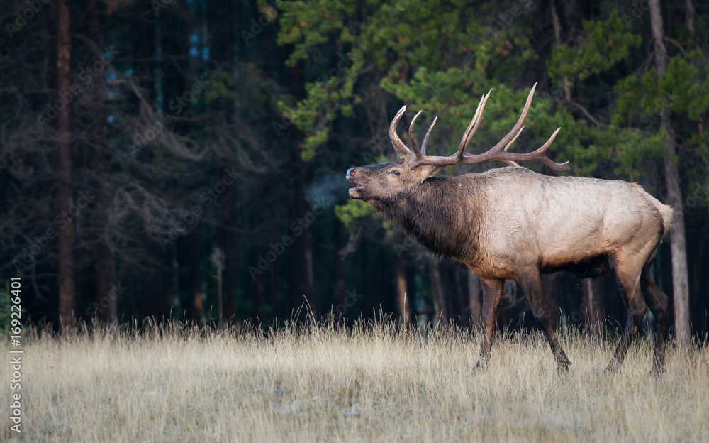 Elk