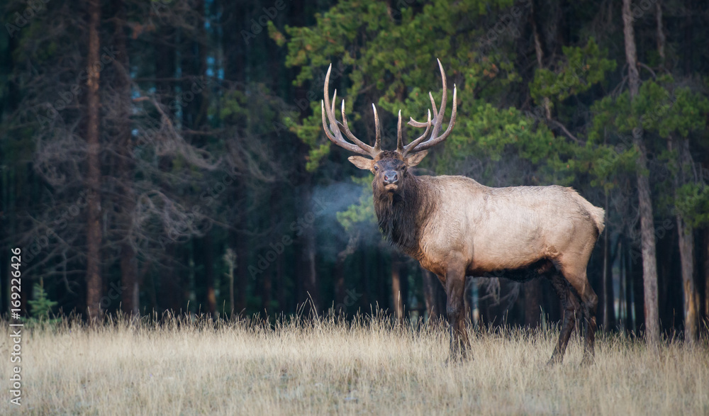 Elk