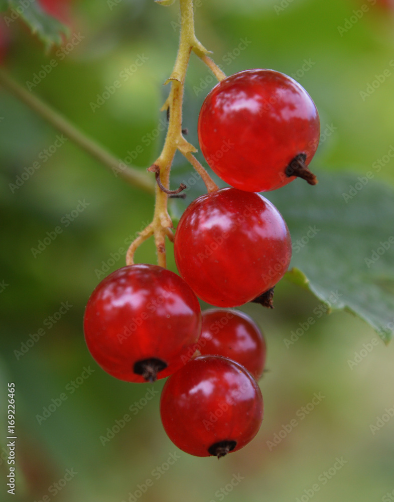 agriculture bunch leaves garden fruits macro healthy fresh sweet currant cherries plant berries branch red fruit berry nature food tree summer green ripe leaf agriculture bunch leaves garden fruits macro healthy fresh sweet currant cherries plant berries branch red fruit berry nature food tree summer green ripe leaf