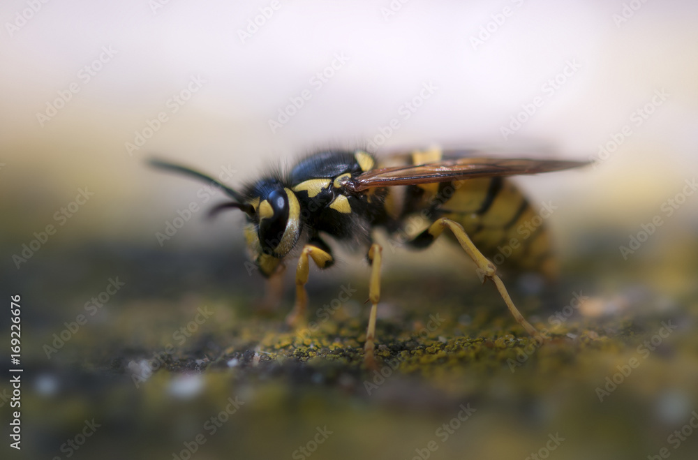 wasp macro with wide open mandibles wasp macro with wide open mandibles