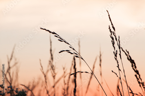 Warm sunset through tall grass in Springfield  Missouri