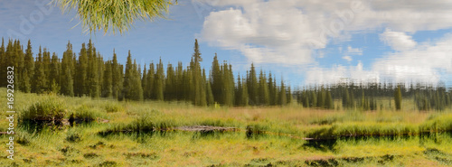 Trees Reflected in a Pond
