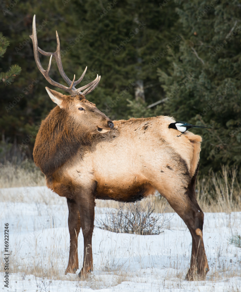 Fototapeta premium Elk