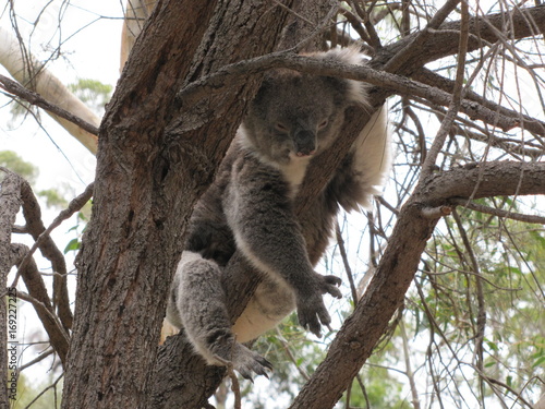 Koala en su ambiente natural © Andres
