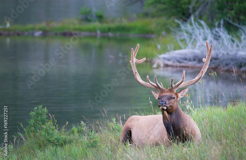 Elk © Jillian