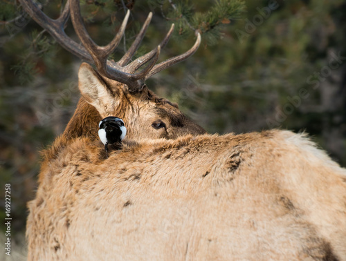 Elk