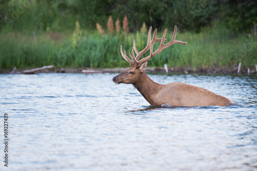 Elk