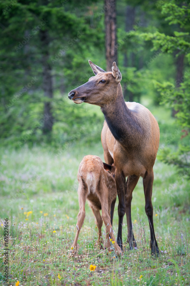 Elk Elk