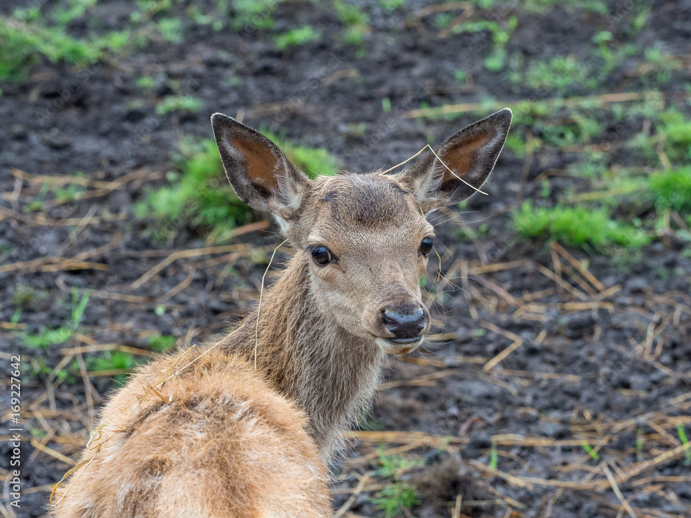 Young deer