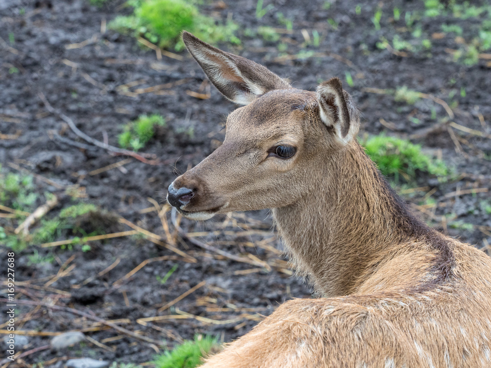 Young deer