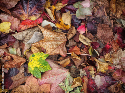 mixed autumn leaves background with different shades of fall colors