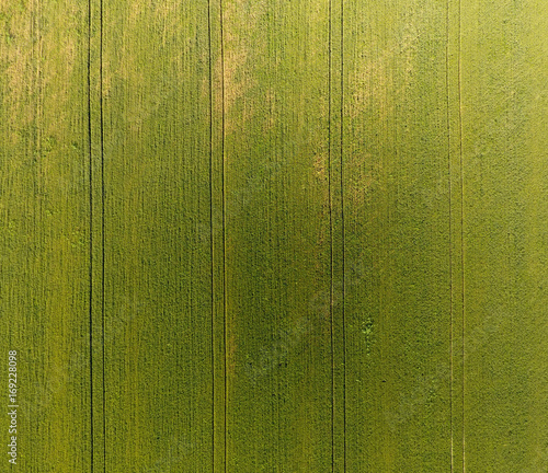 Texture of wheat field. Background of young green wheat on the field. Photo from the quadrocopter. Aerial photo of the wheat field