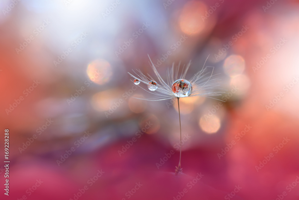 Abstract Macro Photo.Dandelion Flower.Water Drops.Artistic Nature Background.Tranquil Close up Art Photography.Creative Orange Wallpaper.Floral Fantasy Design.Peach Coral Color.Plant,pure,droplet. - obrazy, fototapety, plakaty 