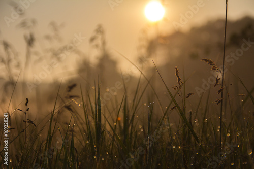 Grass in morning lights
