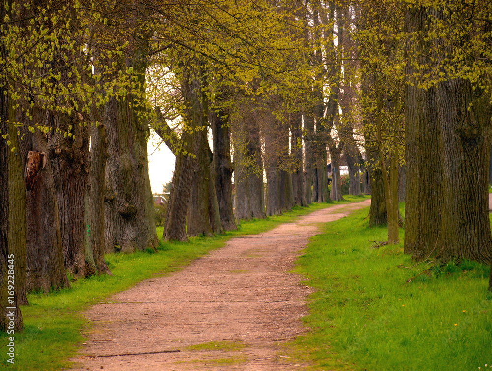 Fototapeta premium Allee im Frühjahr