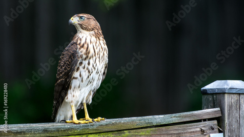 Coopers Hawk 01