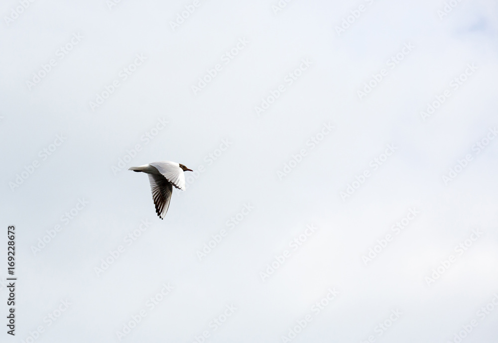 lonely little gray gull flies high in the morning sky lonely little gray gull flies high in the morning sky