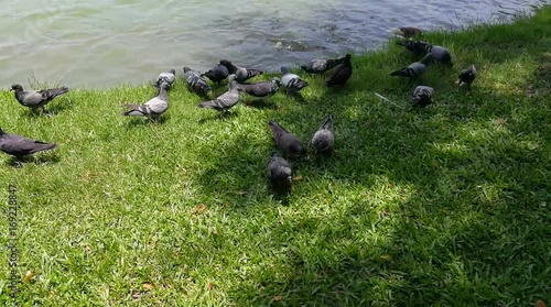 Slow motion a group of pigeon are eating some food