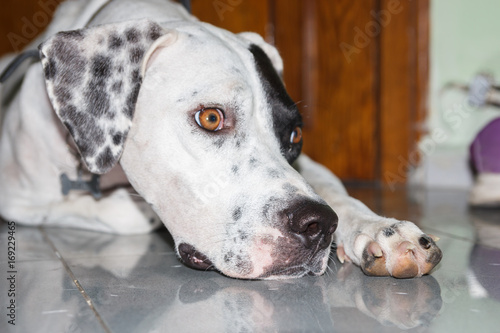 Lying English pointer dog with a small scratch on the eyelid photo