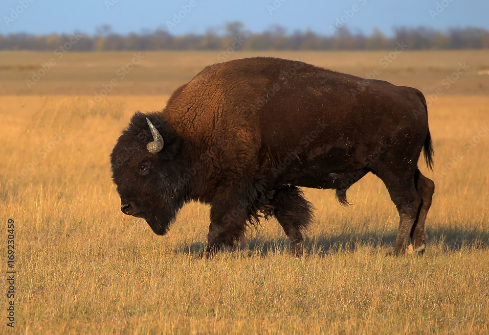 American bison on the field American bison on the field