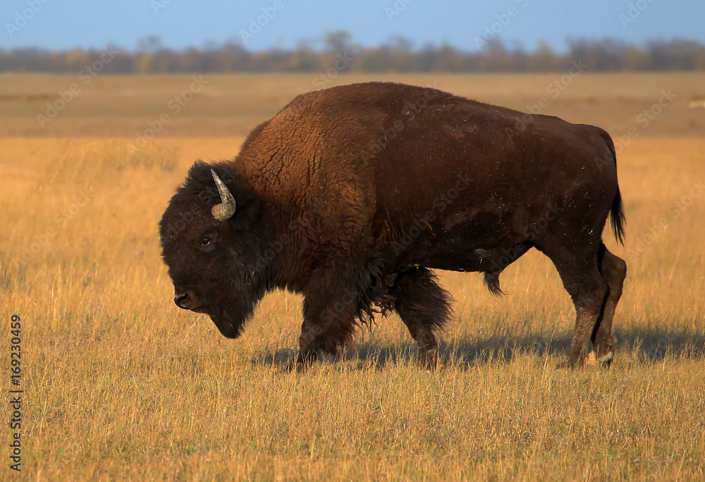 American bison on the field