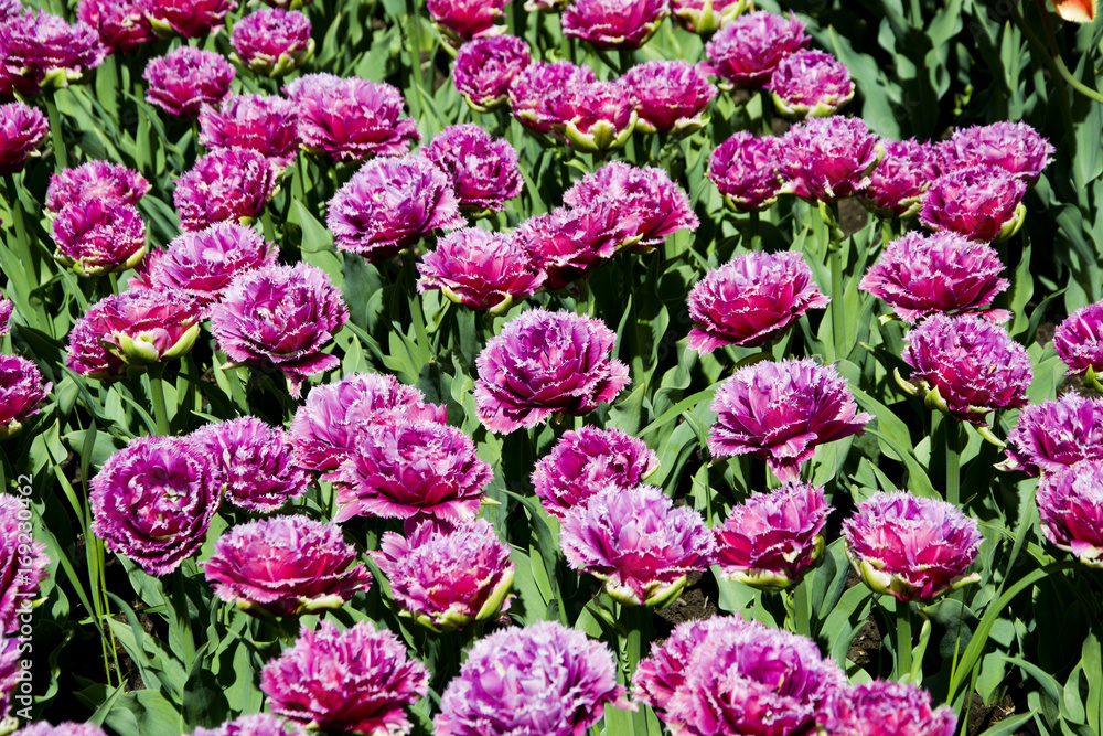 flowerbed of blooming multicolored tulips