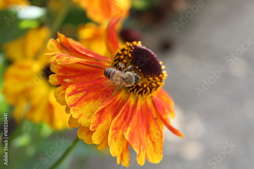 Waldtraut and the bee