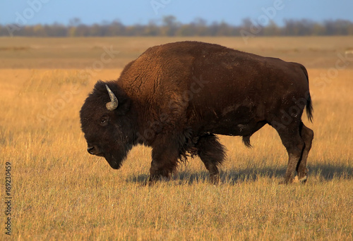 American bison on the field
