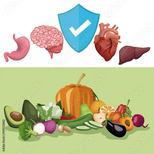 color banner poster with organs human body and shield check mark symbol set vegetables and fruits healthy food vector illustration