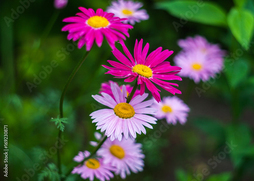Pink painted daisy