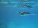 Plongée Maldives