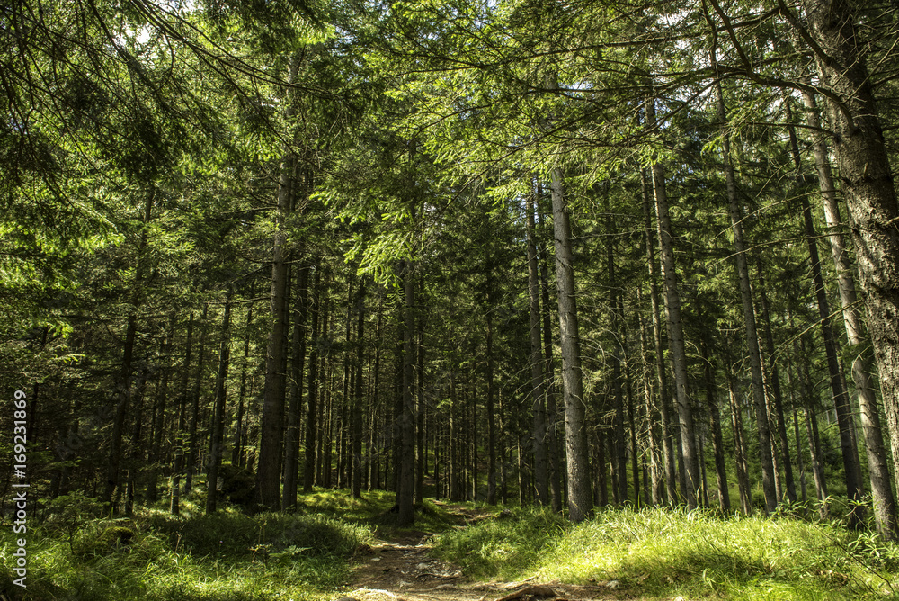 Forest Background Forest Background