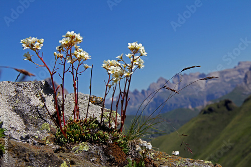 sassifraga (Saxifraga paniculata) photo