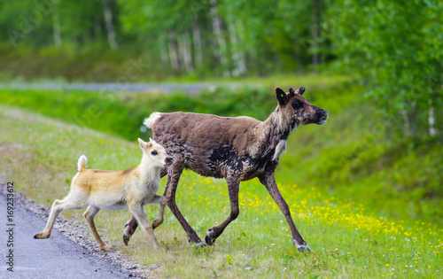 Obraz na plátně Reindeers running away from the road in Lapland, Finland