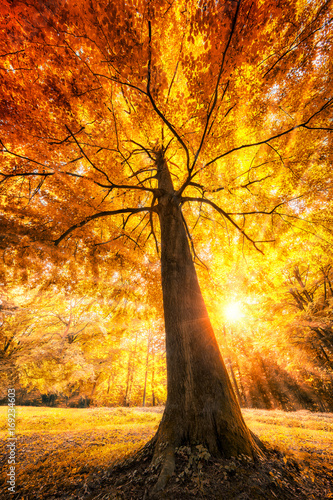 Große Buche im Herbst mit gold gelben Blättern