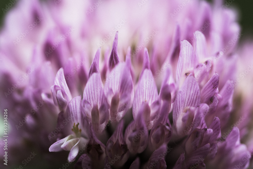 Blurred background pink clover Blurred background pink clover
