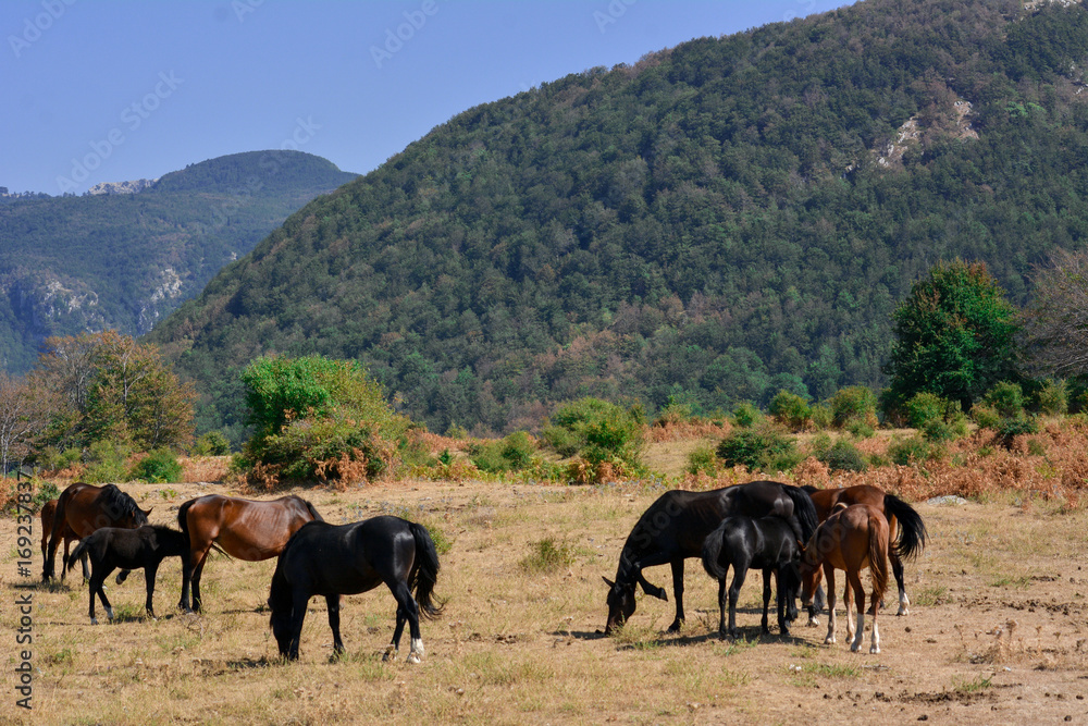 Obraz premium Horses in the wild grazing