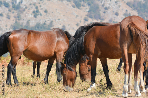 Horses in the wild grazing