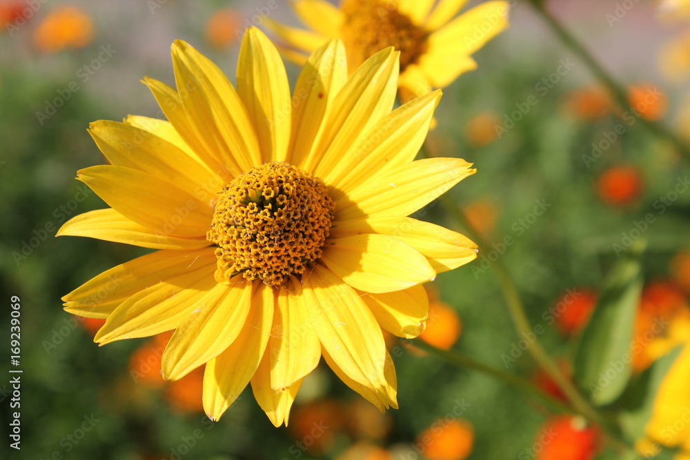 Yellow flower of large-flowered tickseed (Coreopsis grandiflora) in garden Yellow flower of large-flowered tickseed (Coreopsis grandiflora) in garden